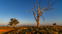 Dead Tree