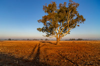 Tree in Paddock