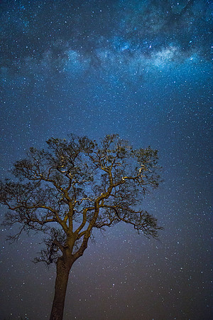 The Lone Tree Milky Way Portrait
