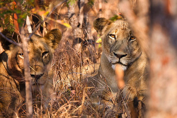 Lionesses in the Bush
