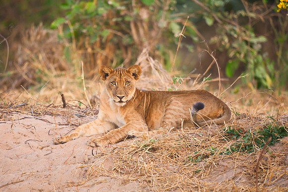 Lion Cub On Bank