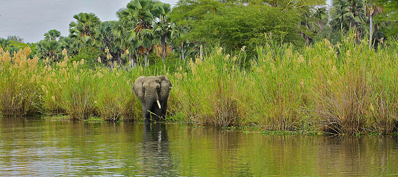 Elephant By River