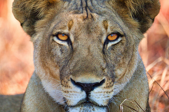 Lionness Up Close