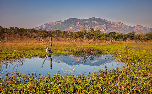 Bush Water Reflection