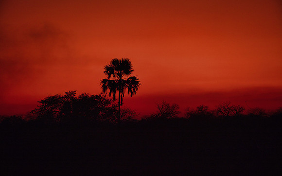 Palm Sunset Niassa