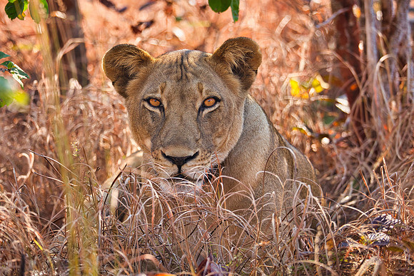 Lioness Stare