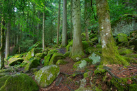 Black Forest