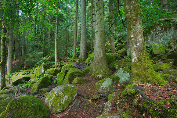 Black Forest